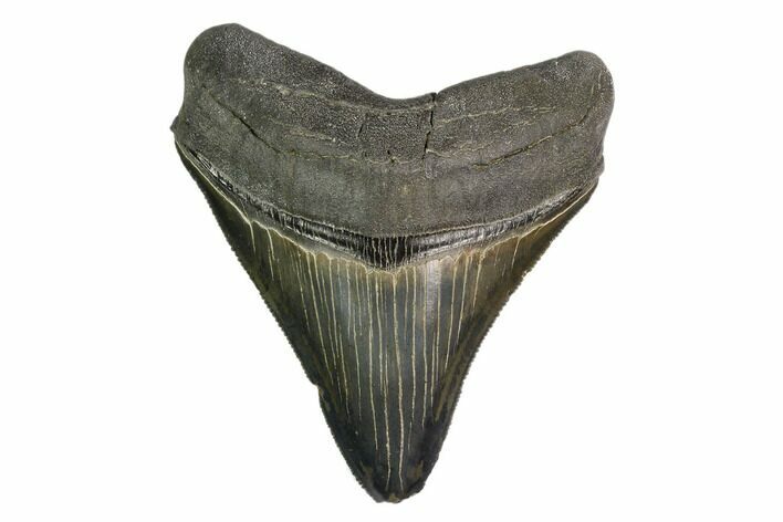 Serrated, Fossil Megalodon Tooth - Nice Enamel Color #149382